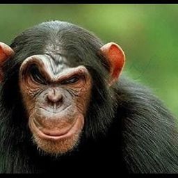 monkeyshit