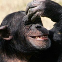monkeytales