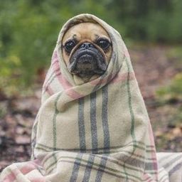 mops2e