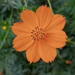 mousomi009