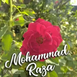 mraza11