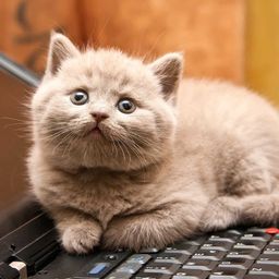 mrcattears