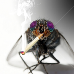 mrsmokingfly
