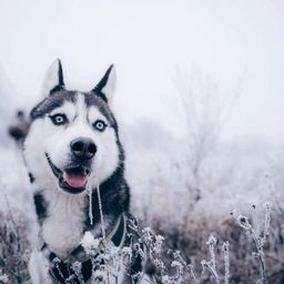mycoyote