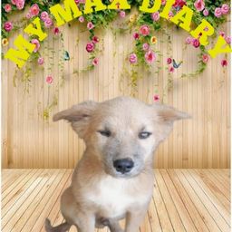 mymaxdiary