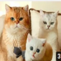 mysweetkittens