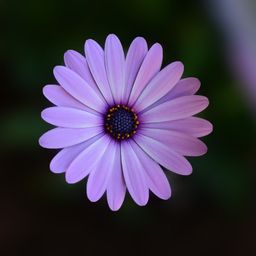 neluu