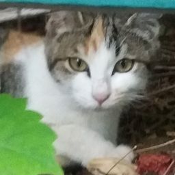 nicecats