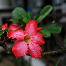 nisaalifa