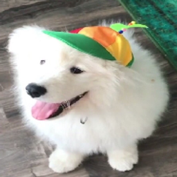 noobdog