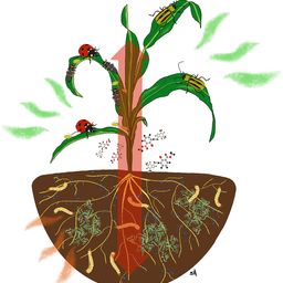 nutrients