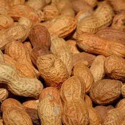nutslapper