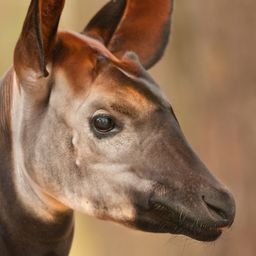 okapi