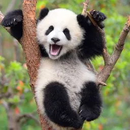 panda-boom