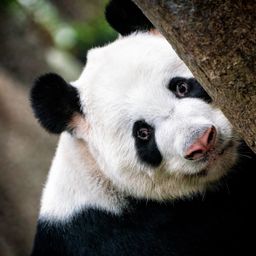panditax