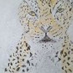 pantheratio