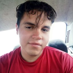pedluis