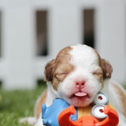 petscorner