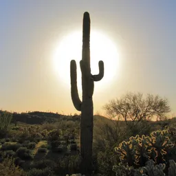 phxphotoguy