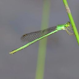 pintosa