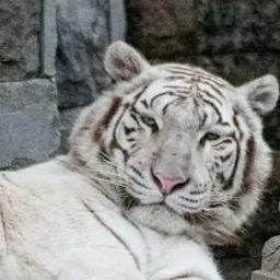 pipomim