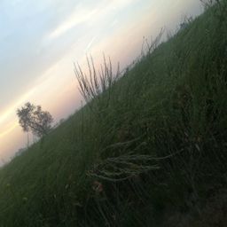 piyaar