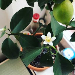 planthub