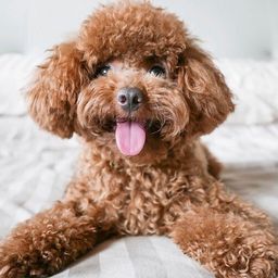 poodles