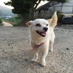 pringli