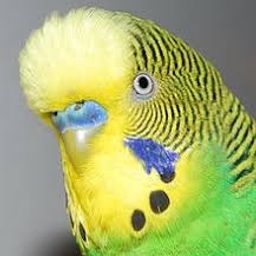 prisbert