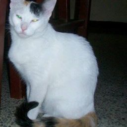 queen.kitty