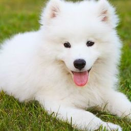 recommendbot
