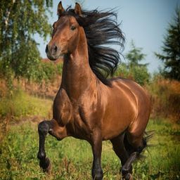 reitsportdokus