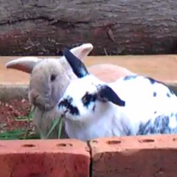 rescue.rabbits