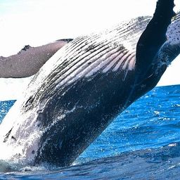 richwhale