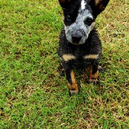 rocketcattledog