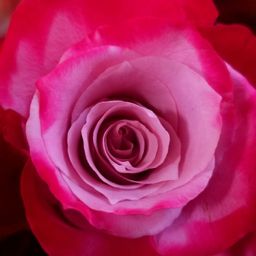 rosepetal