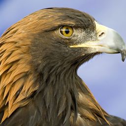 royal-eagle