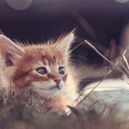 rustythecat