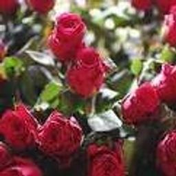 saima.javed