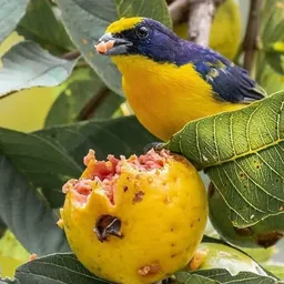 salimnil9