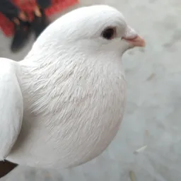 samarkhan