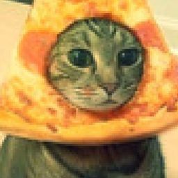 sashashelest