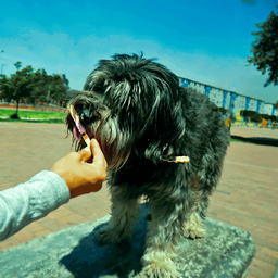 schnauzerbigotes