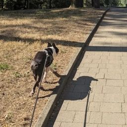 shadowshunter