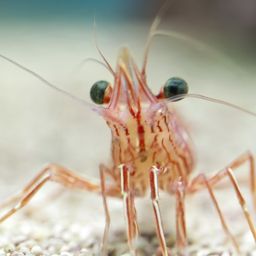 shrimponacci