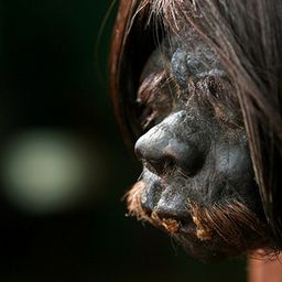 shrunkenhead