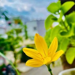silentbloom