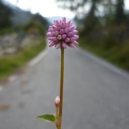 silvitaland