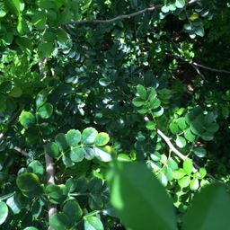 skyleaf